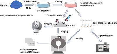 3D in vivo Magnetic Particle Imaging of Human Stem Cell-Derived Islet Organoid Transplantation Using a Machine Learning Algorithm